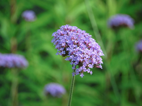 紫色の小さな花が集合して咲くヤナギハナガサ