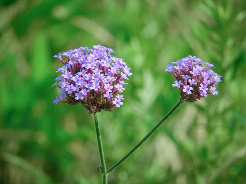 紫色に咲くヤナギハナガサ（クマツヅラ科）の小花
