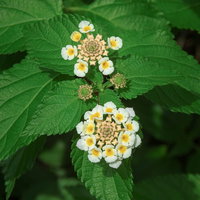 葉の上に咲くランタナの白と黄色の小花の写真