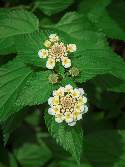 葉の上に咲くランタナの白と黄色の小花