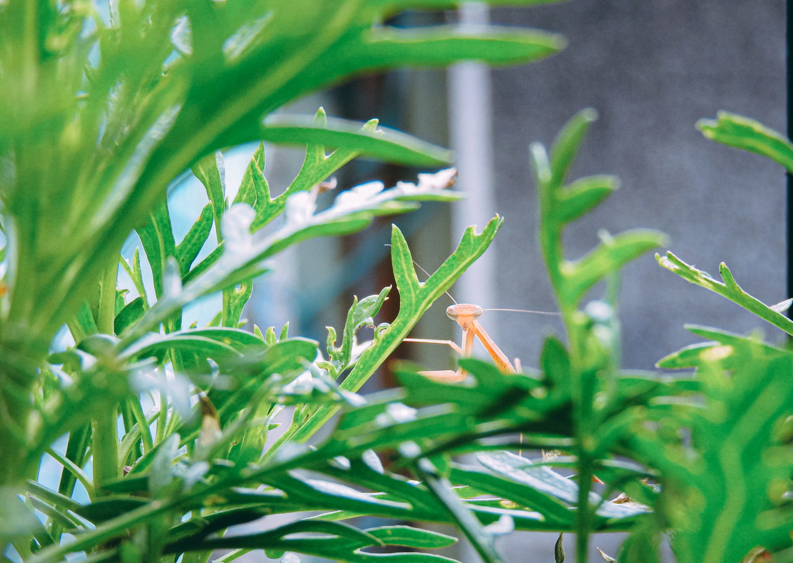 緑の植物の葉や茎の間に身を隠すように佇む小さなカマキリ