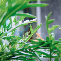 緑の葉に隠れる小さなカマキリ｜昆虫観察の教材の写真