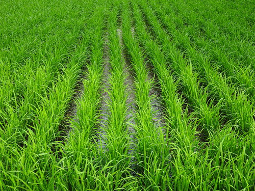 田植えが終わった田んぼの稲作風景