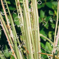 観葉植物アガベ・滝の白糸の細長い緑の葉と白い筋模様の写真