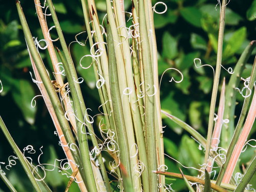 観葉植物アガベ・滝の白糸の細長い緑の葉と白い筋模様