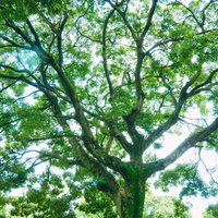 夏の木漏れ日と大きな広葉樹の写真
