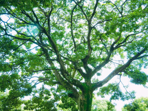 夏の木漏れ日と大きな広葉樹