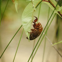 緑の葉に止まる茶色い蝉の抜け殻の写真