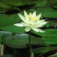 水面から顔を出す黄色いスイレンと蓮の葉の写真