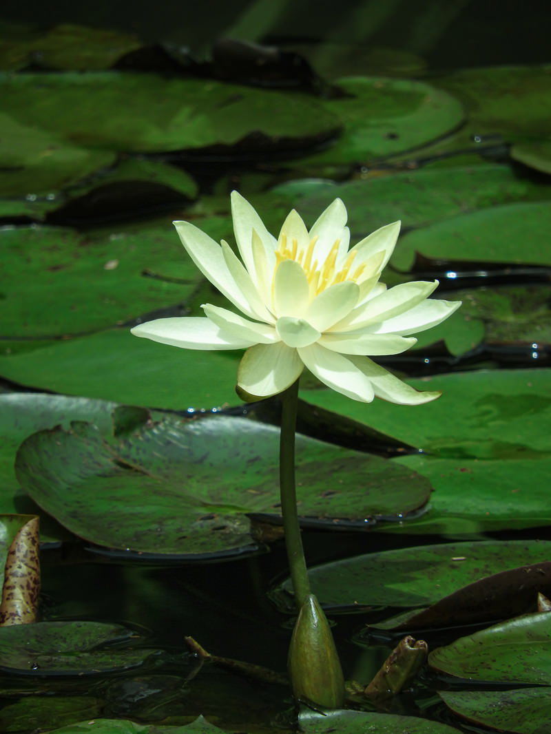 緑の蓮の葉に囲まれて水面に咲く黄色いスイレンの花