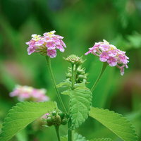 ピンク色に咲く小振りの花が集合したランタナの写真