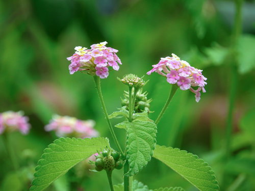 ピンク色に咲く小振りの花が集合したランタナ