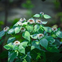日を浴びるマウンテンミントの白い花と緑の葉の写真