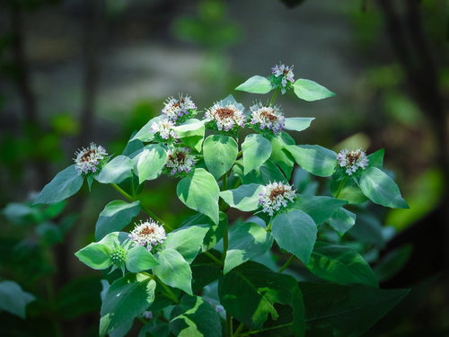 日を浴びるマウンテンミントの白い花と緑の葉