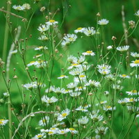 道端に咲く白い小さな花のヒメジョオンの写真