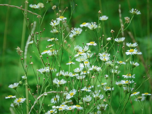 道端に咲く白い小さな花のヒメジョオン