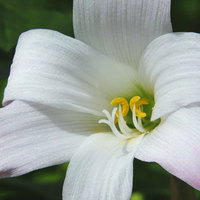 ハブランサスの花に立つ黄色い雄しべ、白い花びらとピンク色の先端の写真