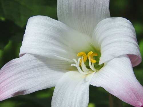 ハブランサスの花に立つ黄色い雄しべ、白い花びらとピンク色の先端