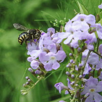 紫色の花に蜜を集めるトモンハナバチの接写の写真