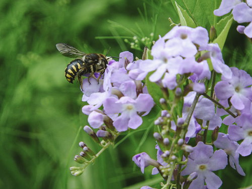 紫色の花に蜜を集めるトモンハナバチの接写