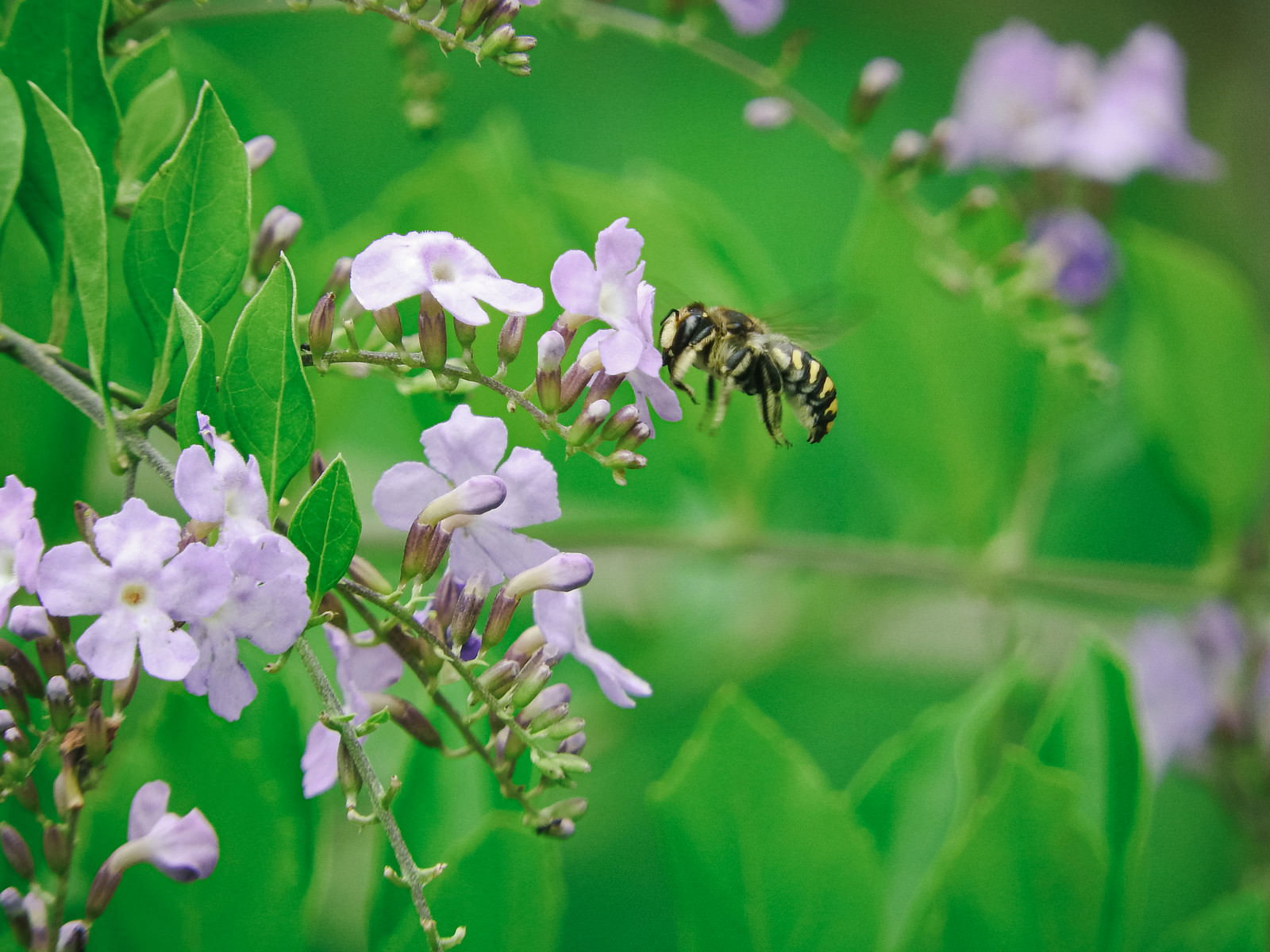紫色の花に止まって蜜を吸うトモンハナバチを緑の葉をバックに撮影
