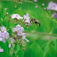 紫色の花に止まり蜜を吸うトモンハナバチの採蜜行動の写真