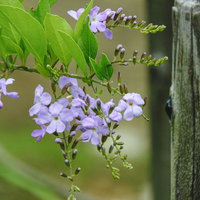 開花始めたデュランタの薄紫色の小花が房状に咲く様子の写真