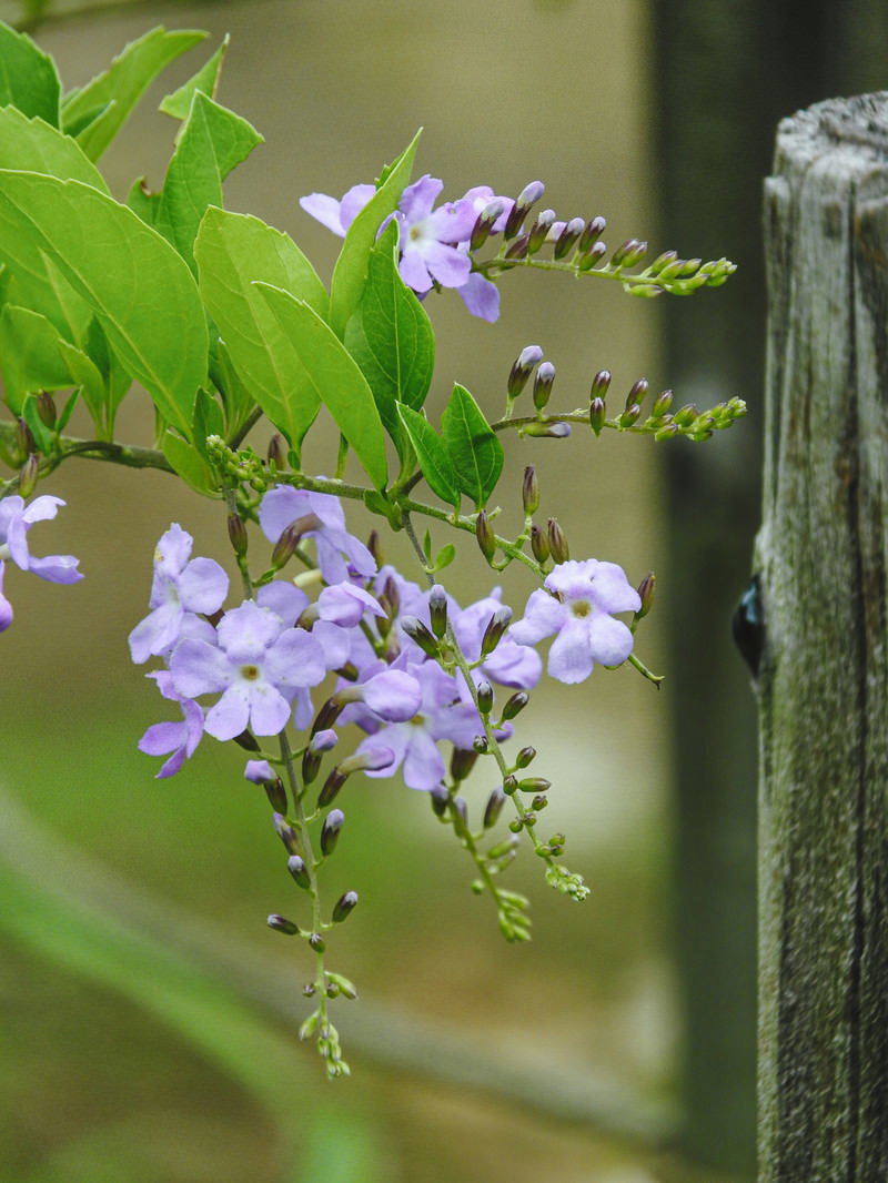 薄紫色の小さな花を房状に咲かせるデュランタと緑の葉