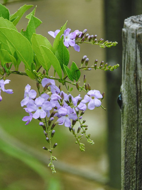 開花始めたデュランタの薄紫色の小花が房状に咲く様子