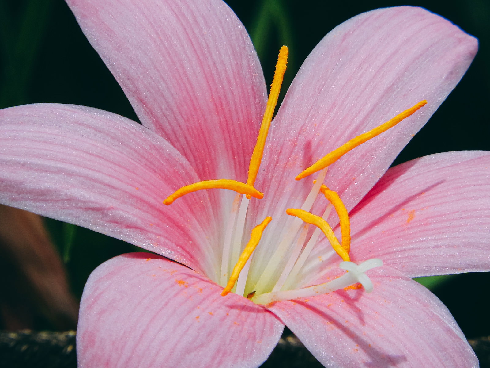 薄いピンク色の花びらを広げたゼフィランサス・カリナタの花