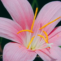 薄いピンク色の花びらを広げたゼフィランサス・カリナタの写真