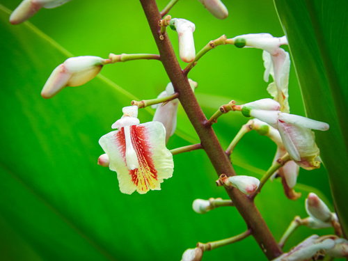 白い花を咲かせたクマタケランの緑の葉と細い茎