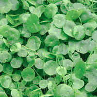 地面を覆うように生育したウチワゼニクサの群落の写真