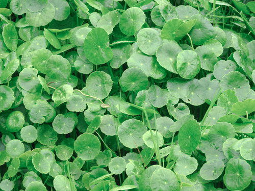 地面を覆うように生育したウチワゼニクサの群落