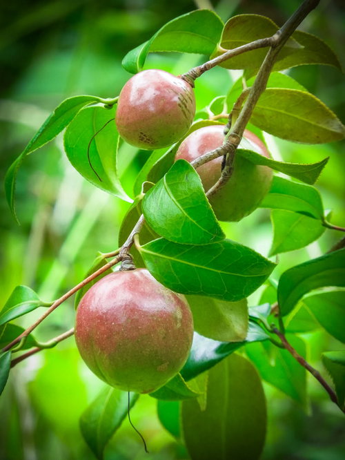 緑の葉に囲まれた椿の光沢ある実が枝に実った庭木の自然な風情