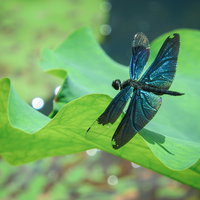 緑の葉に止まる青紫色のチョウトンボの写真