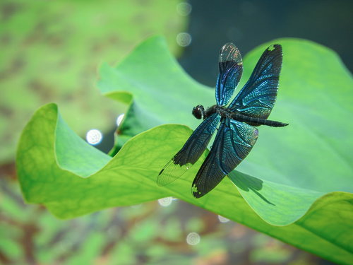 緑の葉に止まる青紫色のチョウトンボ