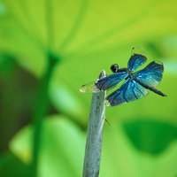 枝に止まるチョウトンボ（青翅）の写真