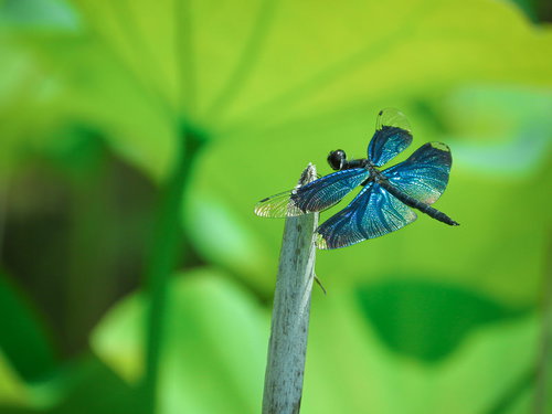 枝に止まるチョウトンボ（青翅）