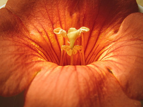 オレンジ色のノウゼンカズラの花に見える雄しべと雌しべ