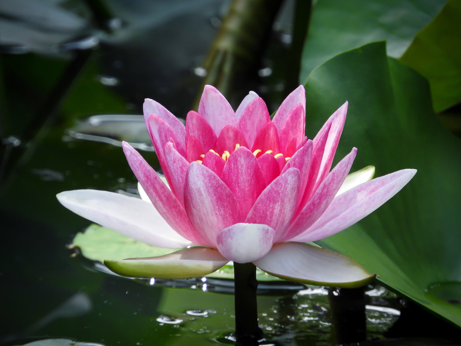 水面に浮かぶ緑の葉の間で美しく開花したピンク色の睡蓮の花