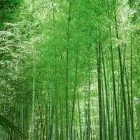 光差し込む竹林の青竹が密集する林で見る木漏れ日風景の写真