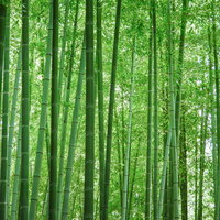 見渡すばかりの竹林の静寂な風景 青々とした竹が密集する自然風景の写真