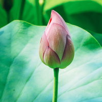 開花を待つピンク色の蓮のつぼみ、水面に浮かぶ緑の葉との共演の写真