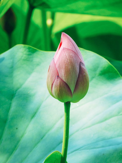 開花を待つピンク色の蓮のつぼみ、水面に浮かぶ緑の葉との共演