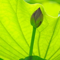 蓮の大きな葉が日除けする蕾 水生植物の夏の写真