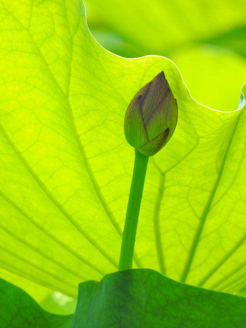 蓮の大きな葉が日除けする蕾 水生植物の夏
