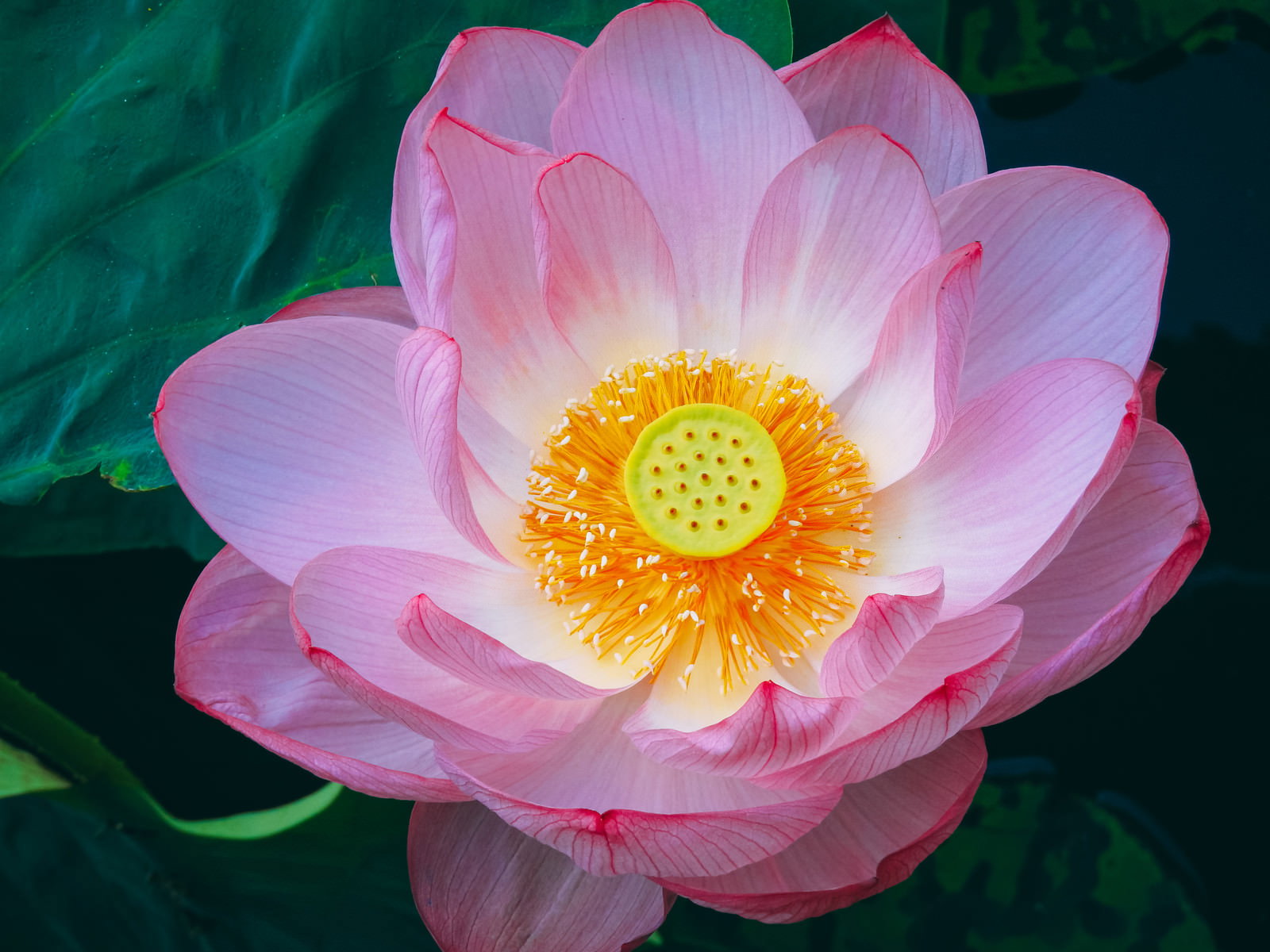 満開のピンクの蓮の花クローズアップ
