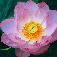 満開に咲いたピンクの蓮の花のクローズアップの写真