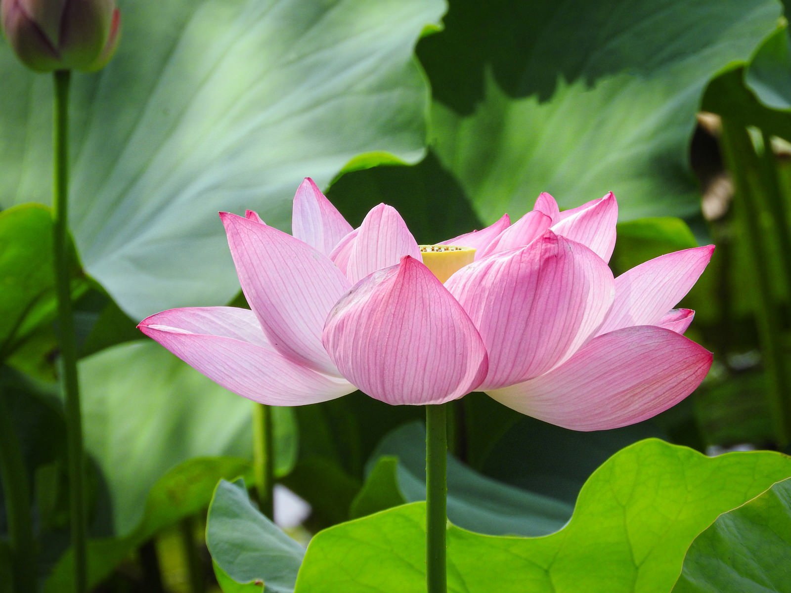 緑の葉に囲まれて咲く淡いピンクの蓮の花